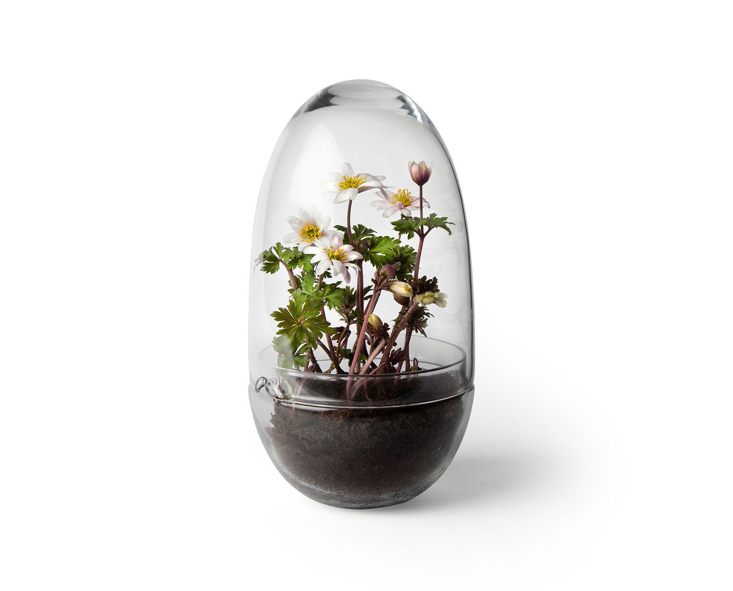 Grow-Greenhouse-Medium